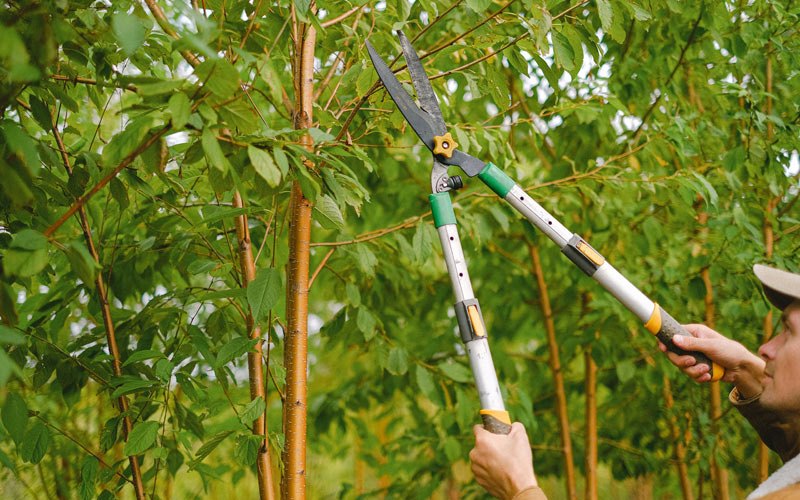 Tree trimming in Galva, IL
